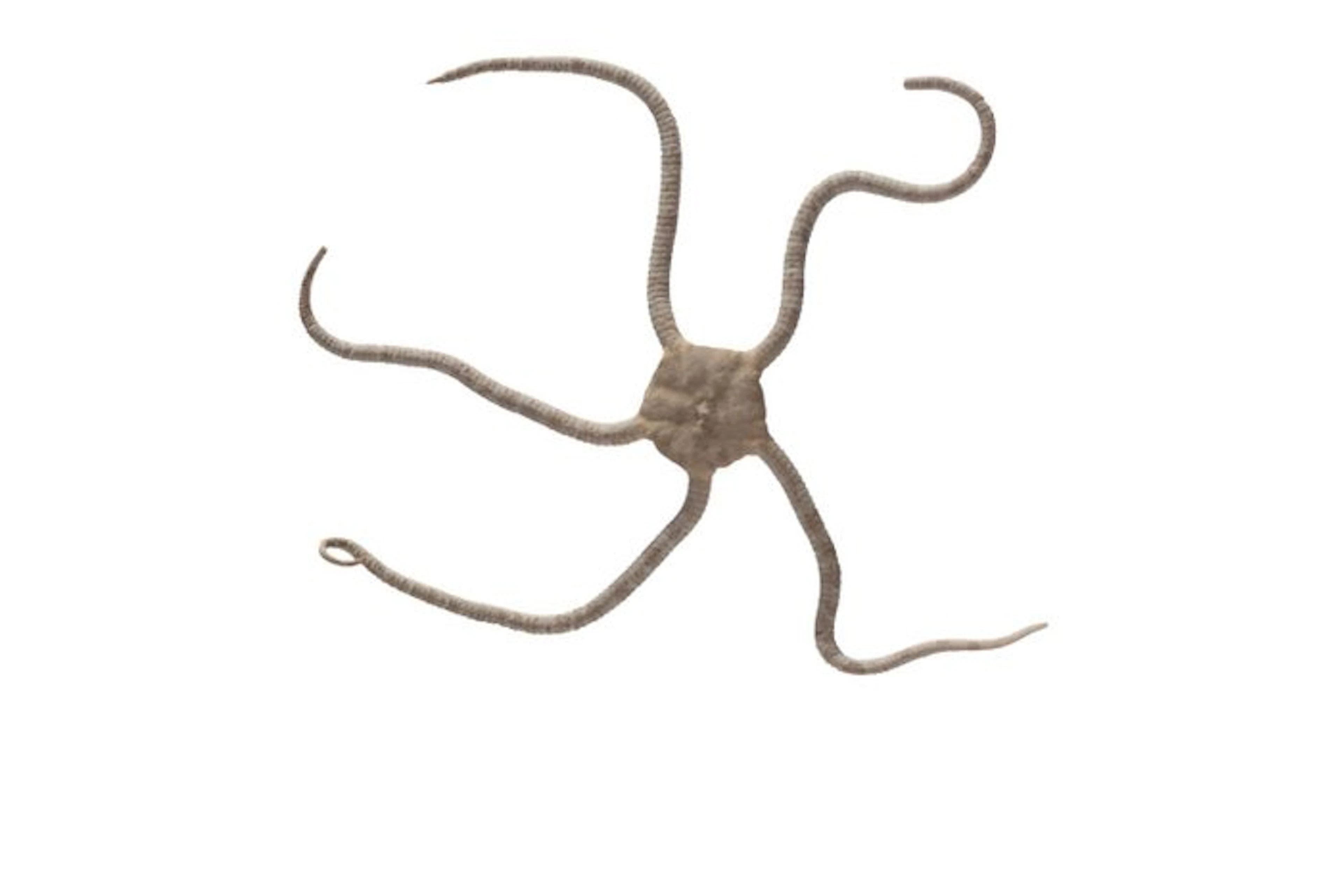 Fascinating snake sea star (14 cm) – perfectly prepared...