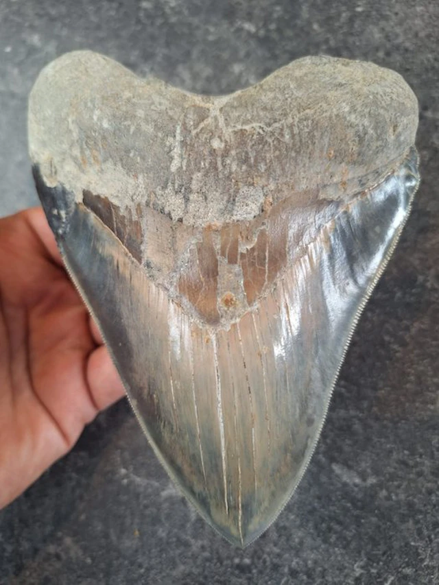 Megalodon - Fossil tooth - 15.1 cm! - 15.1 cm - 11.5 cm