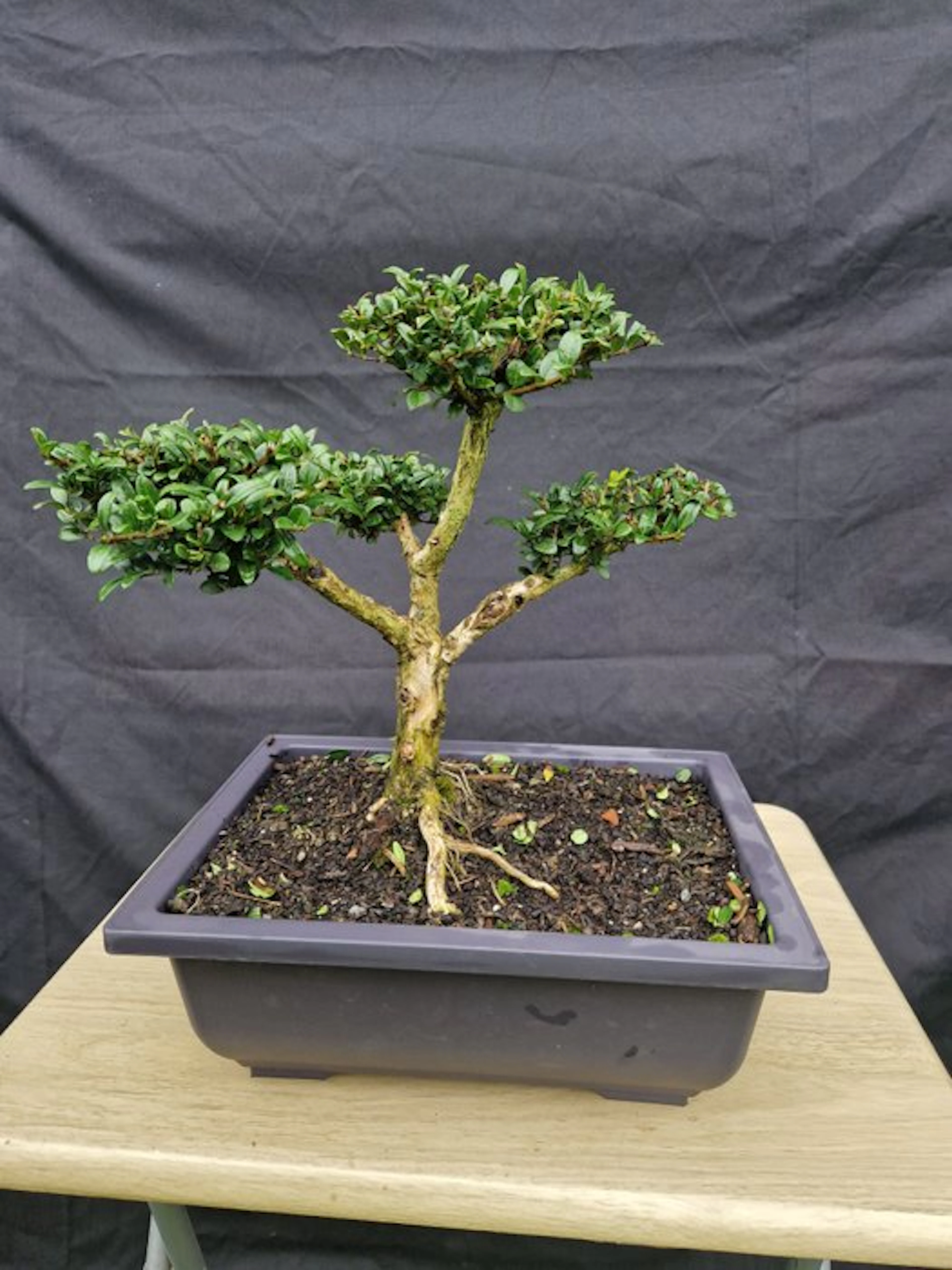 honeysuckle - Height (Tree): 27 cm - Depth (Tree): 30 cm - France