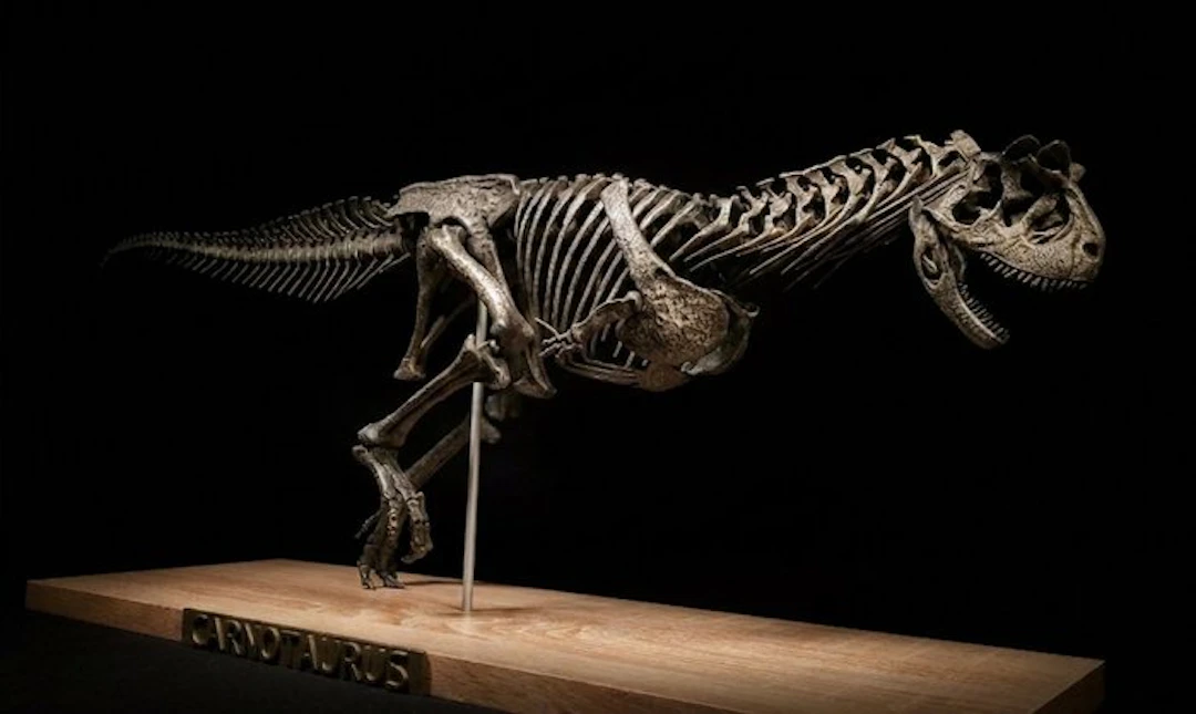 Carnotaurus-run replica 85 cm - Fossil skeleton