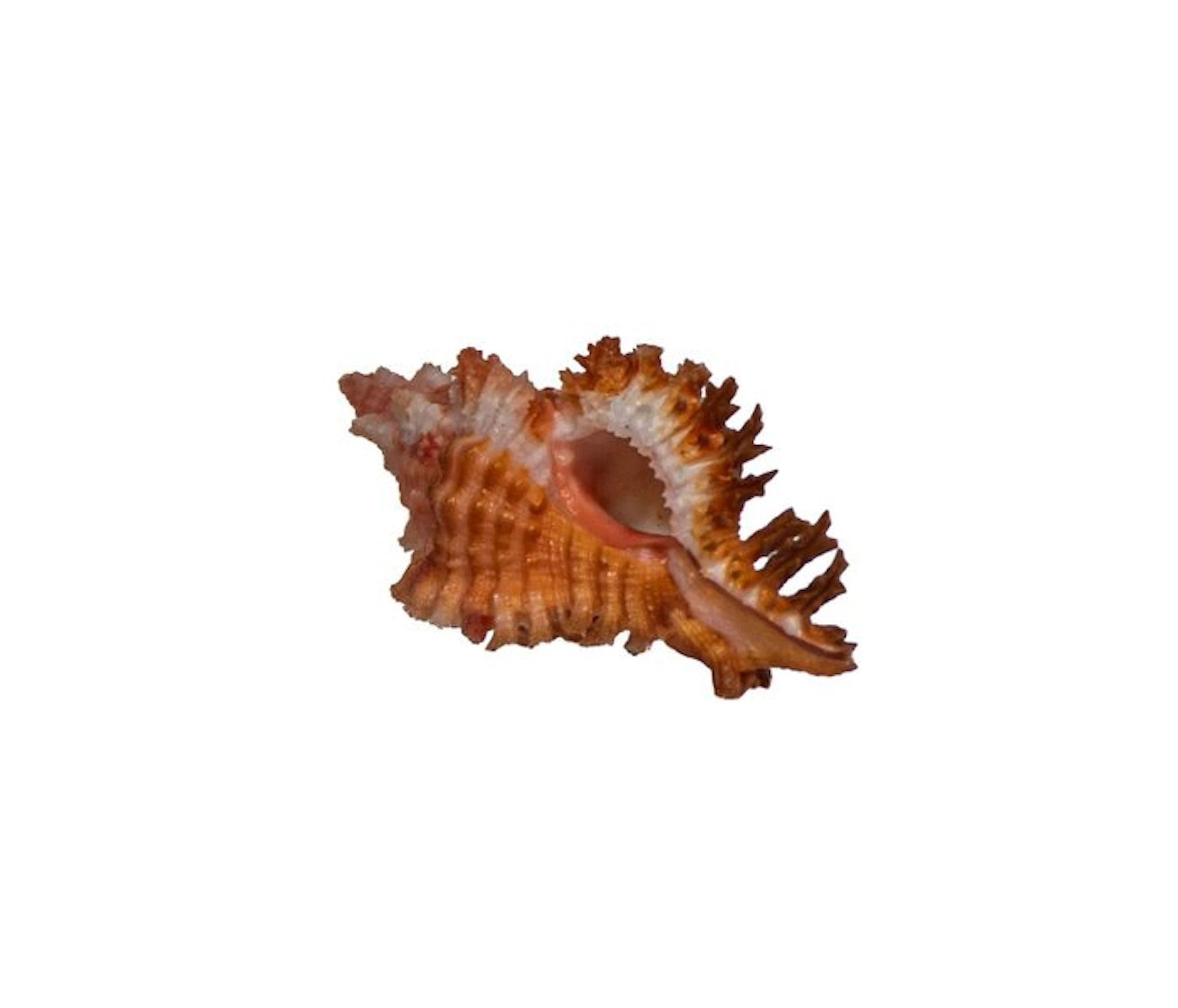 Magnificent spiny snail Chicoreus penchinati (38 mm) – a top-quality