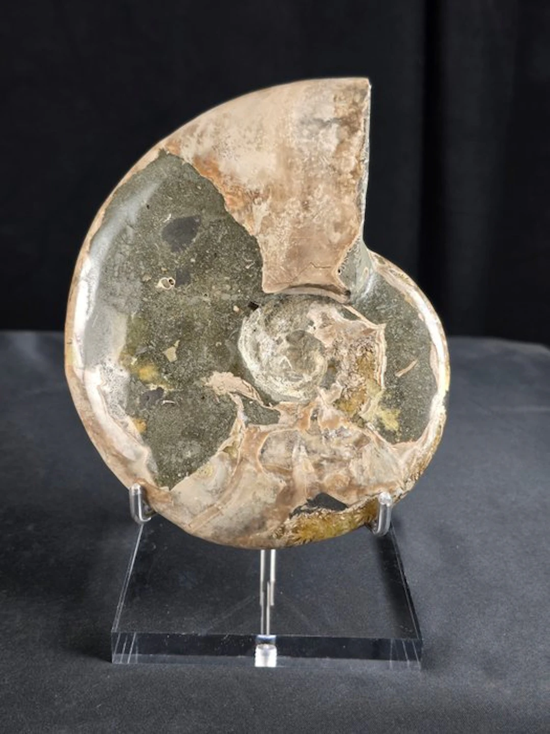 Ammonite - Fossilised animal - Ammonite Cleoniceras on elegant display stand