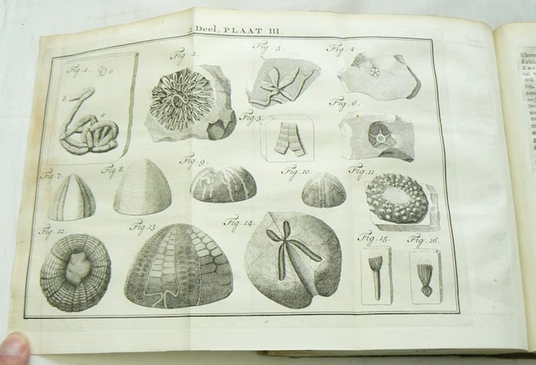 Martinus Houttuyn