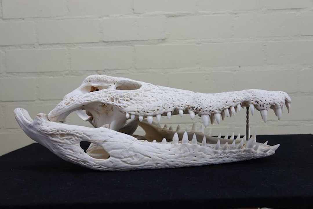 49 CM Nile Crocodile Skull - Crocodylus niloticus (with...