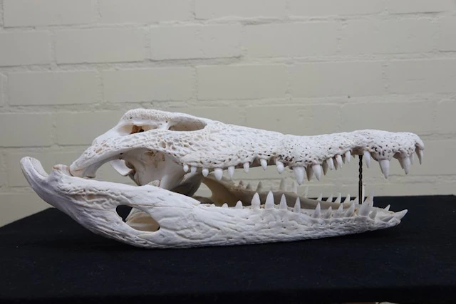 49 CM Nile Crocodile Skull - Crocodylus niloticus (with...