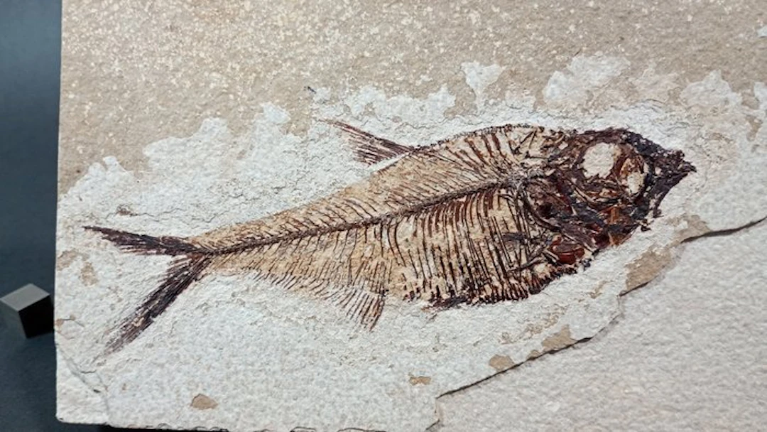 Fossil Fish - Fossil plate matrix - Diplomystus Dentatus - 11.8 cm - 16 cm