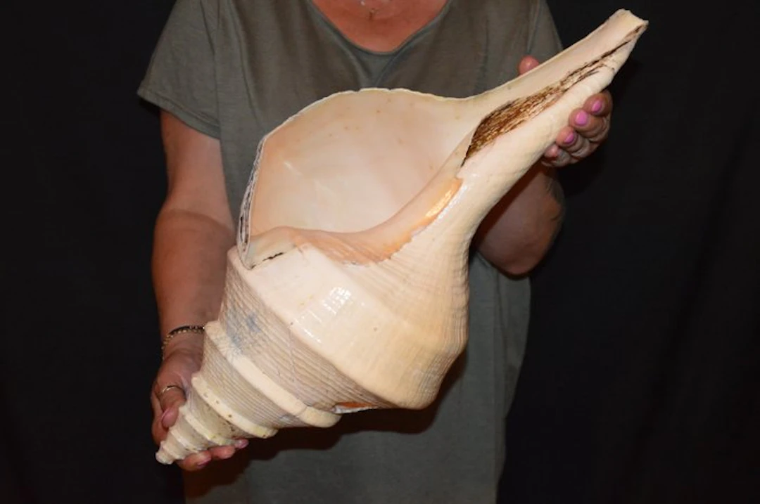 Sea Snail Sea shell - S-448 SYRINX ARUANUS