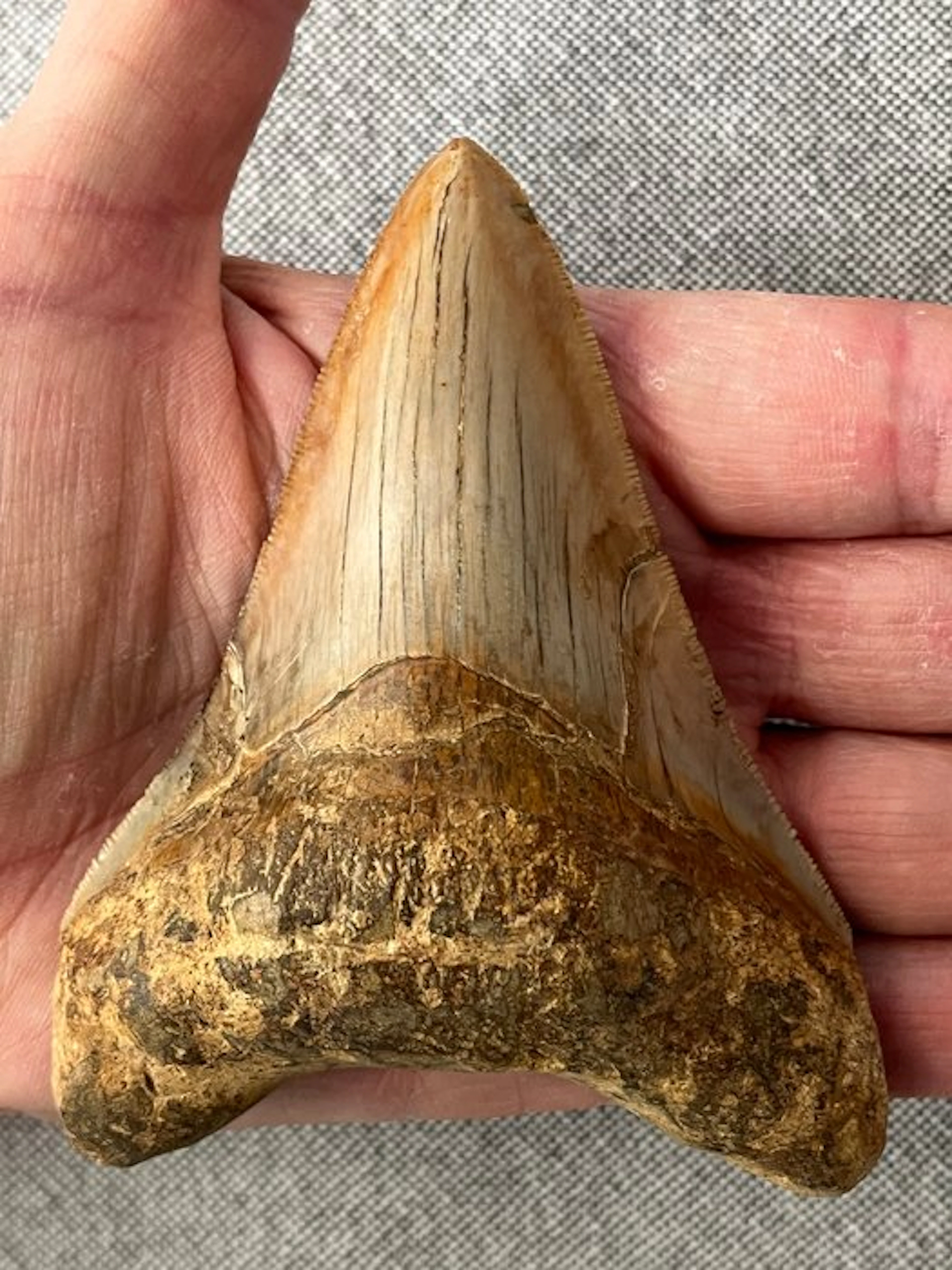 Megalodon tooth 10,3 cm - Fossil tooth - Carcharocles megalodon