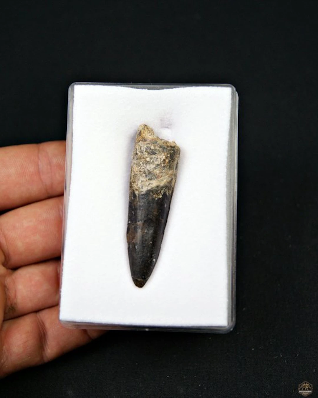 Spinosaur - Fossil tooth - Spinosaurus aegyptiacus (No reserve price)