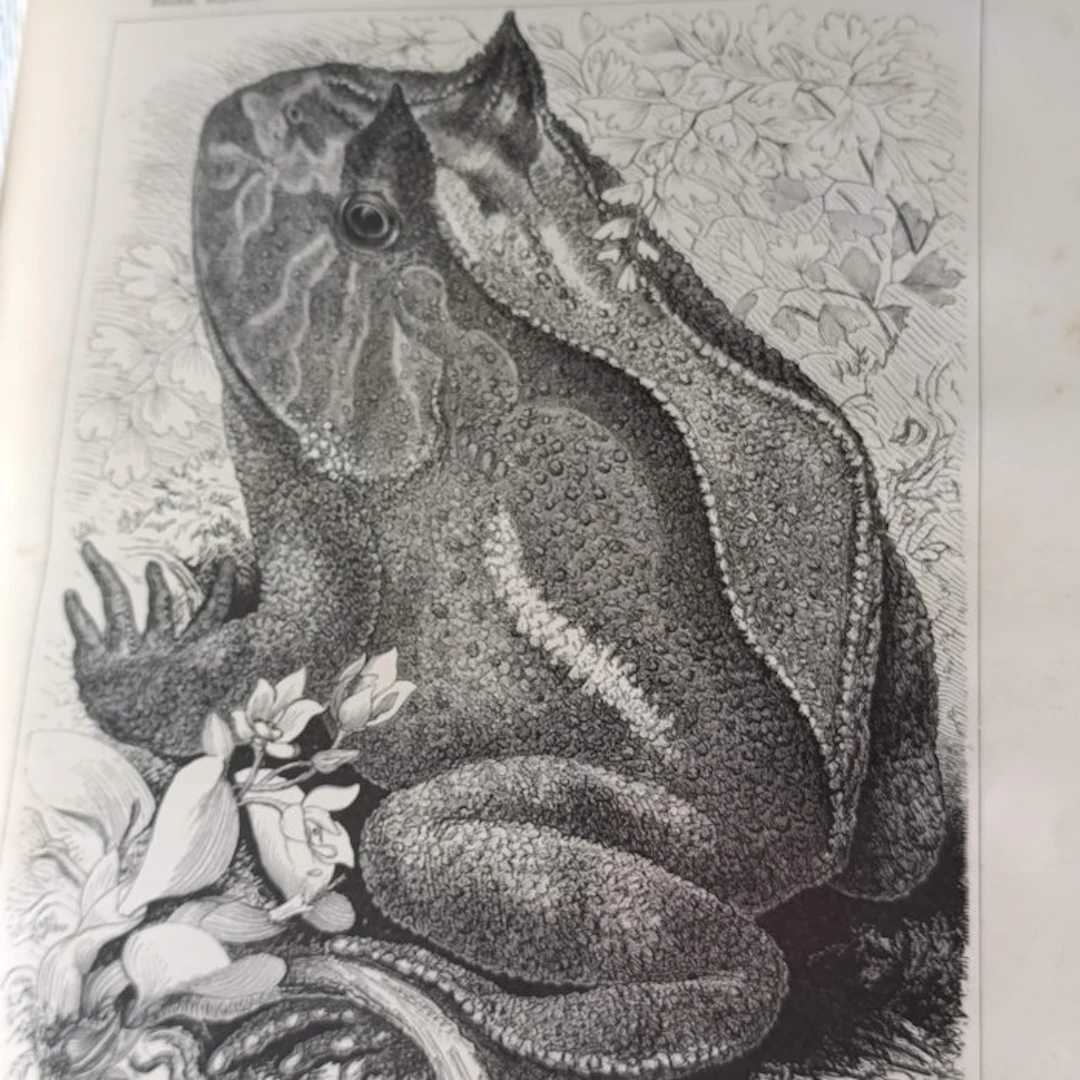 A. E. Brehm - Reptiles et batraciens - 1880