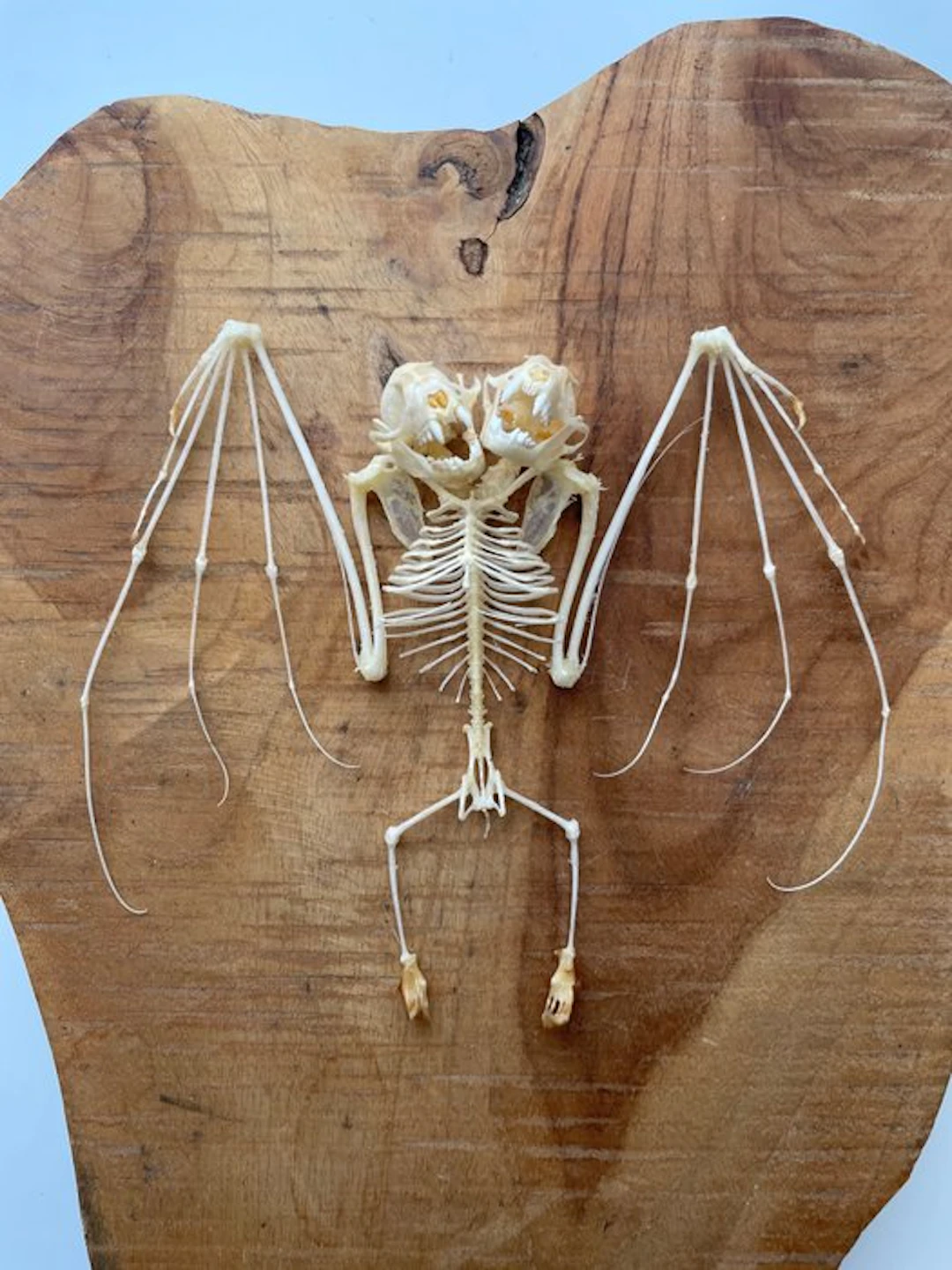 Lesser Short-nosed Fruit Bat - Taxidermy full body mount...