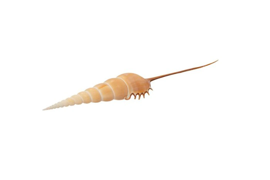 Exclusive spindle snail (Tibia fusus) – 27 cm prize...