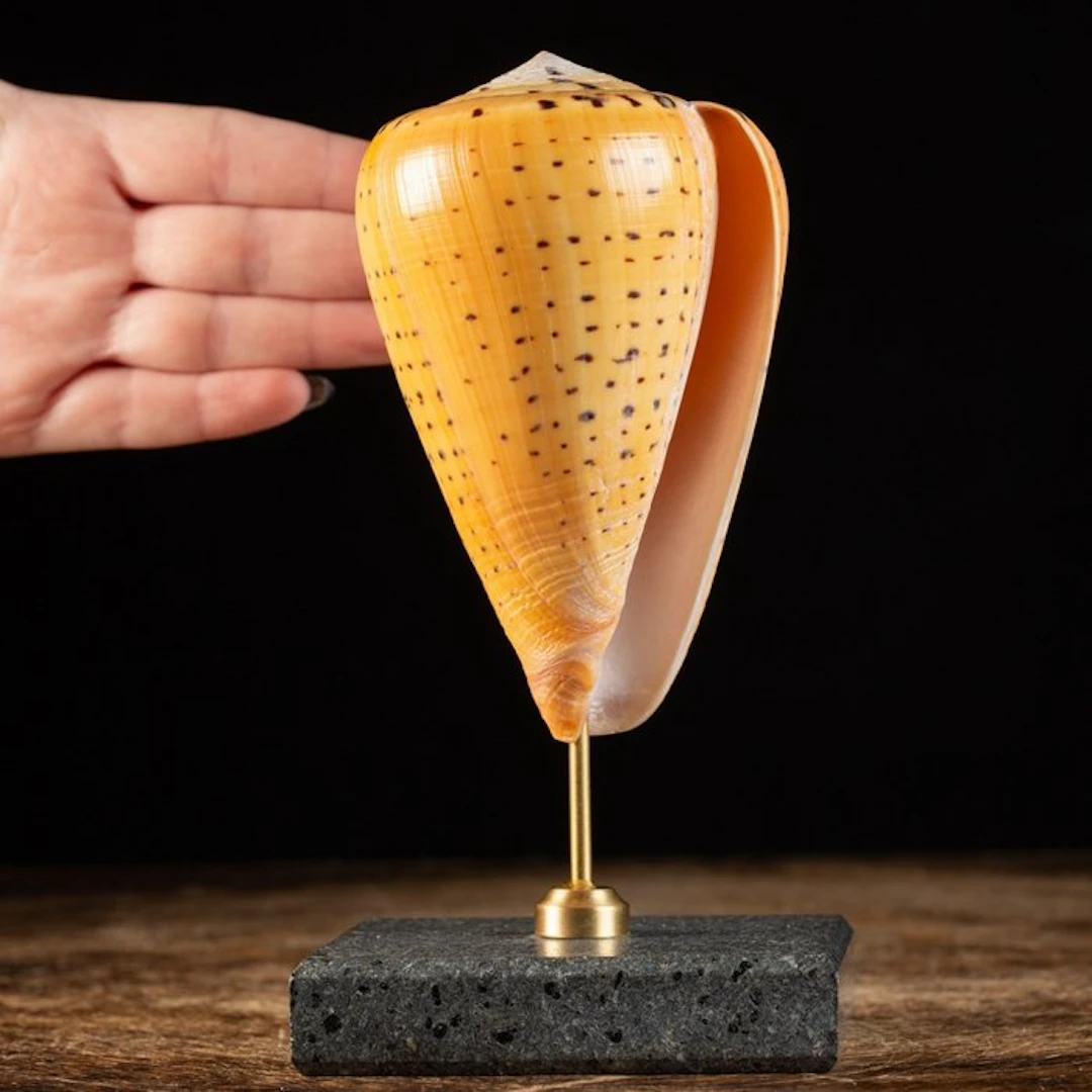 Betuline Cone - Sea Snail Shell - Marble Base - Sea shell...