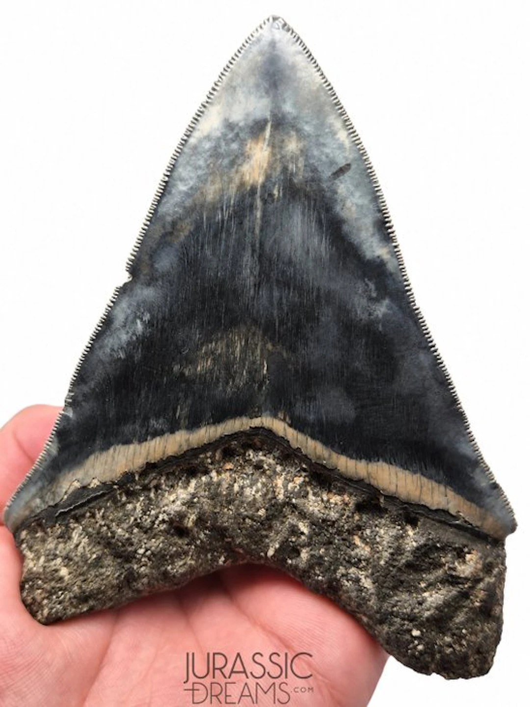 Gem Grade Huge 12cm Killer Blue Megalodon Tooth from Rare...
