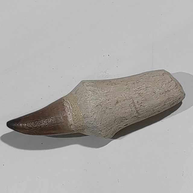 Marine reptile - Fossil tooth - Mosasaurus - 12.5 cm - 4 cm (No reserve price)