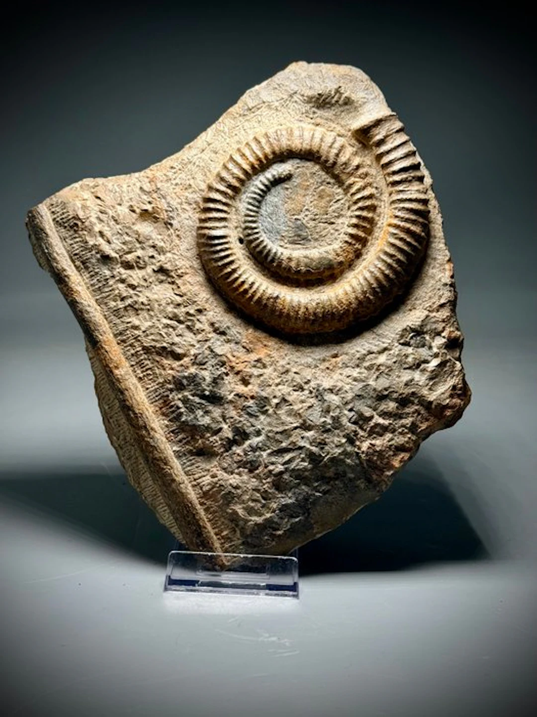 Exceptional Devonian Cephalopod Association – 11 cm...