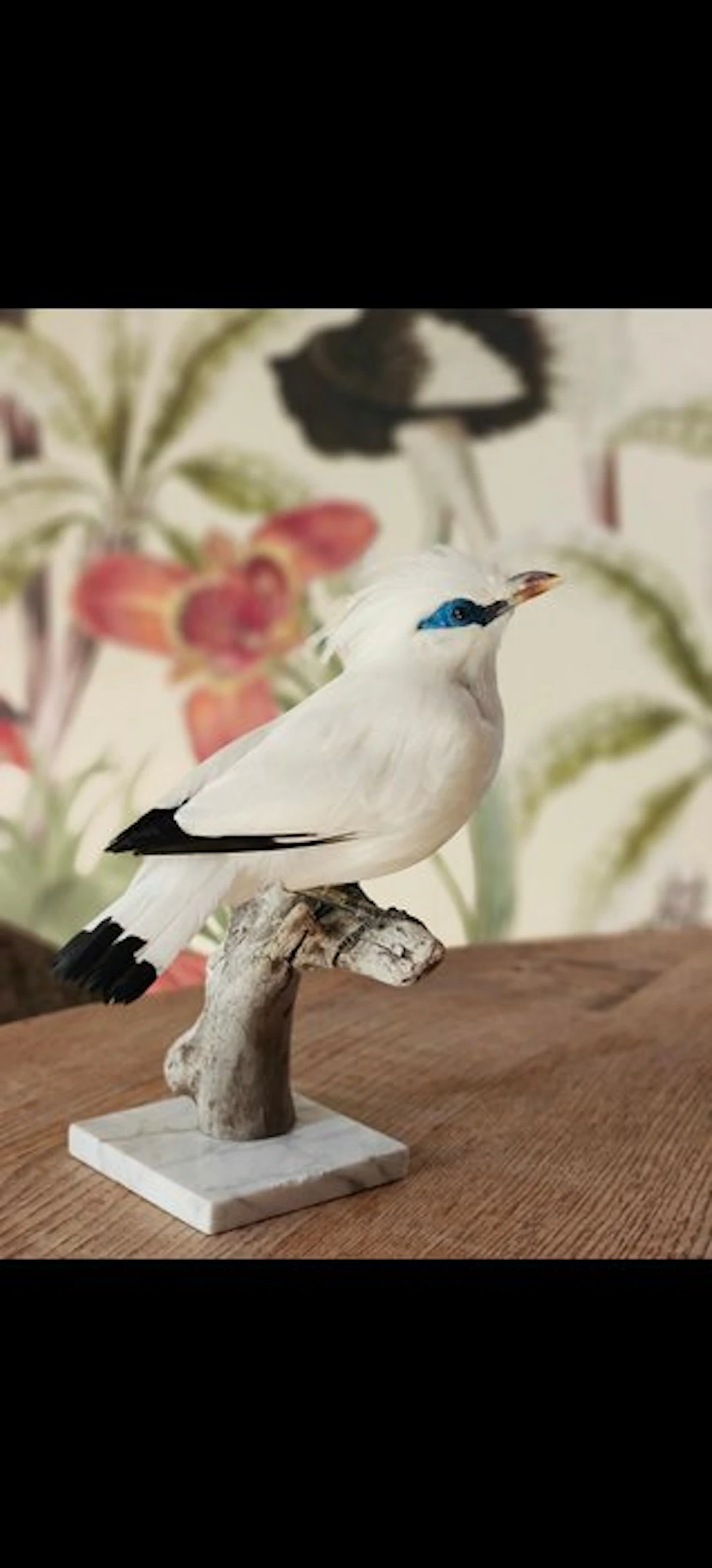 Recently Mounted Bali Starling — Rare to See Taxidermy...
