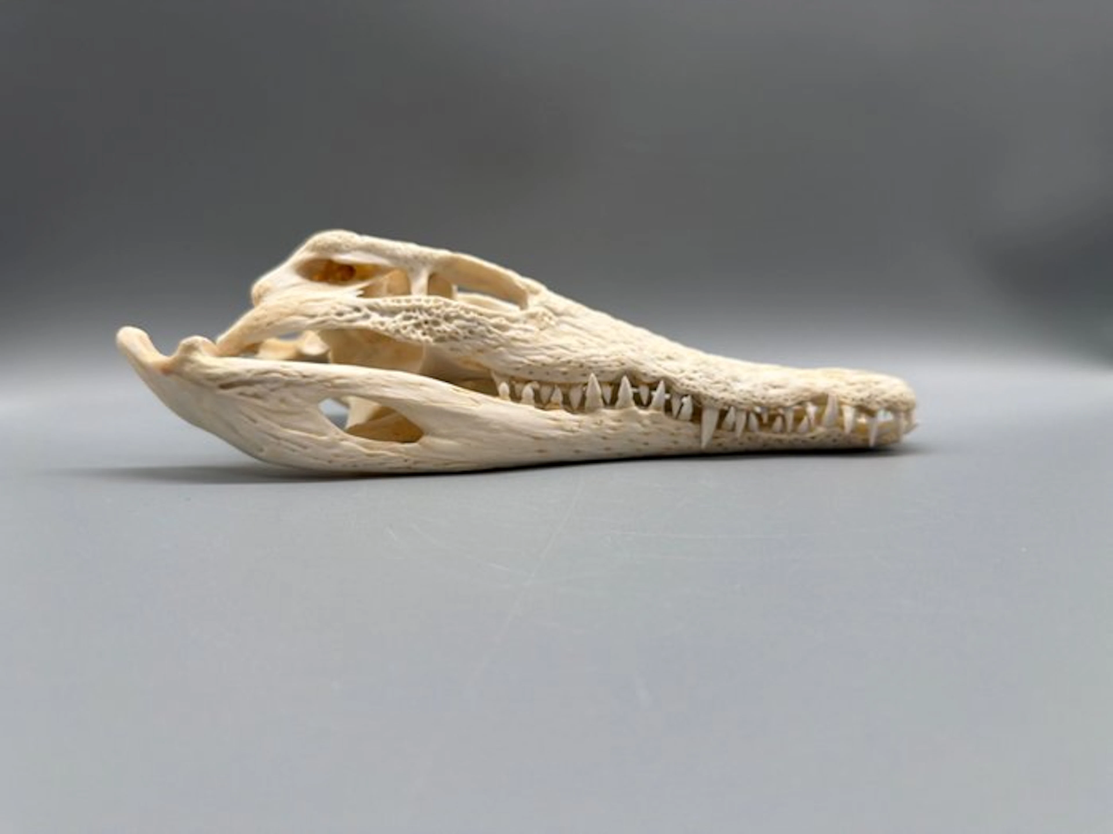 Nile Crocodile Skull - Crocodylus niloticus - 8 cm - 12...