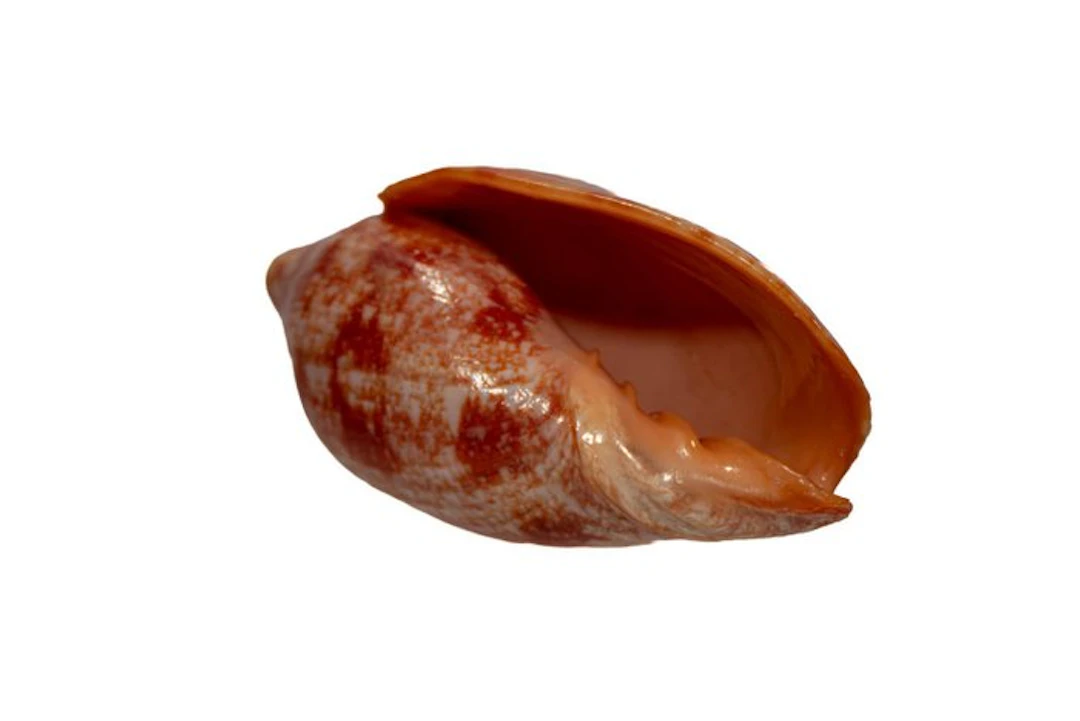 Top collectible piece: Cymbiola rutila ruckeri – 90 mm –...