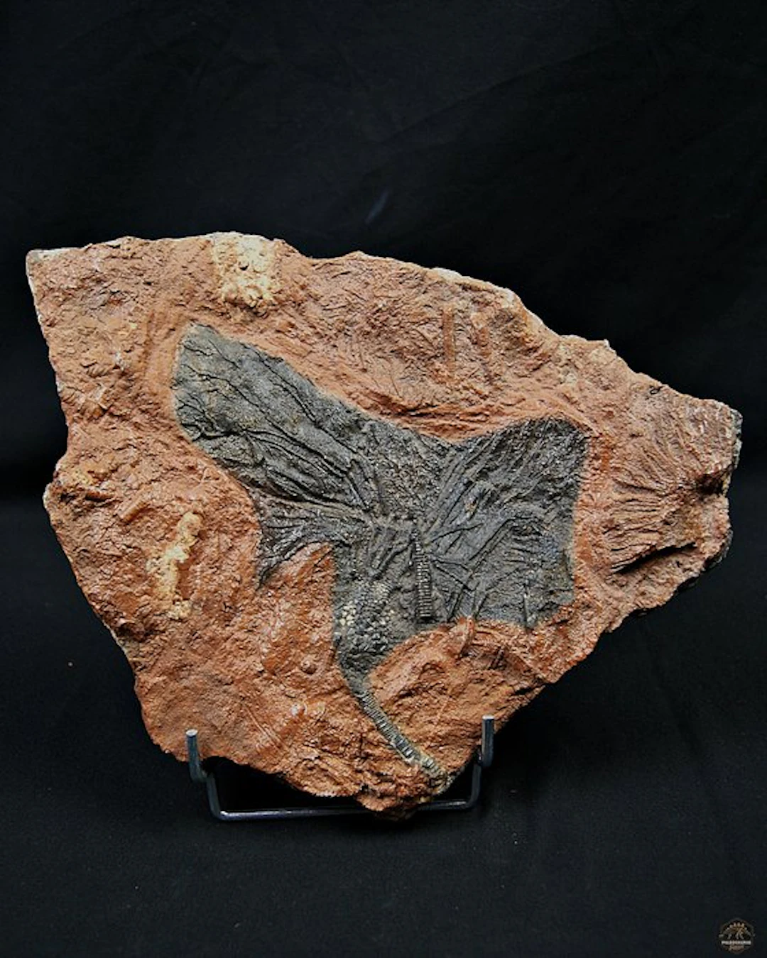 Crinoid - Fossil matrix