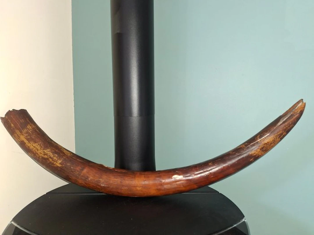 Woolly Mammoth - Fossilised tusk - 96 cm - 8 cm