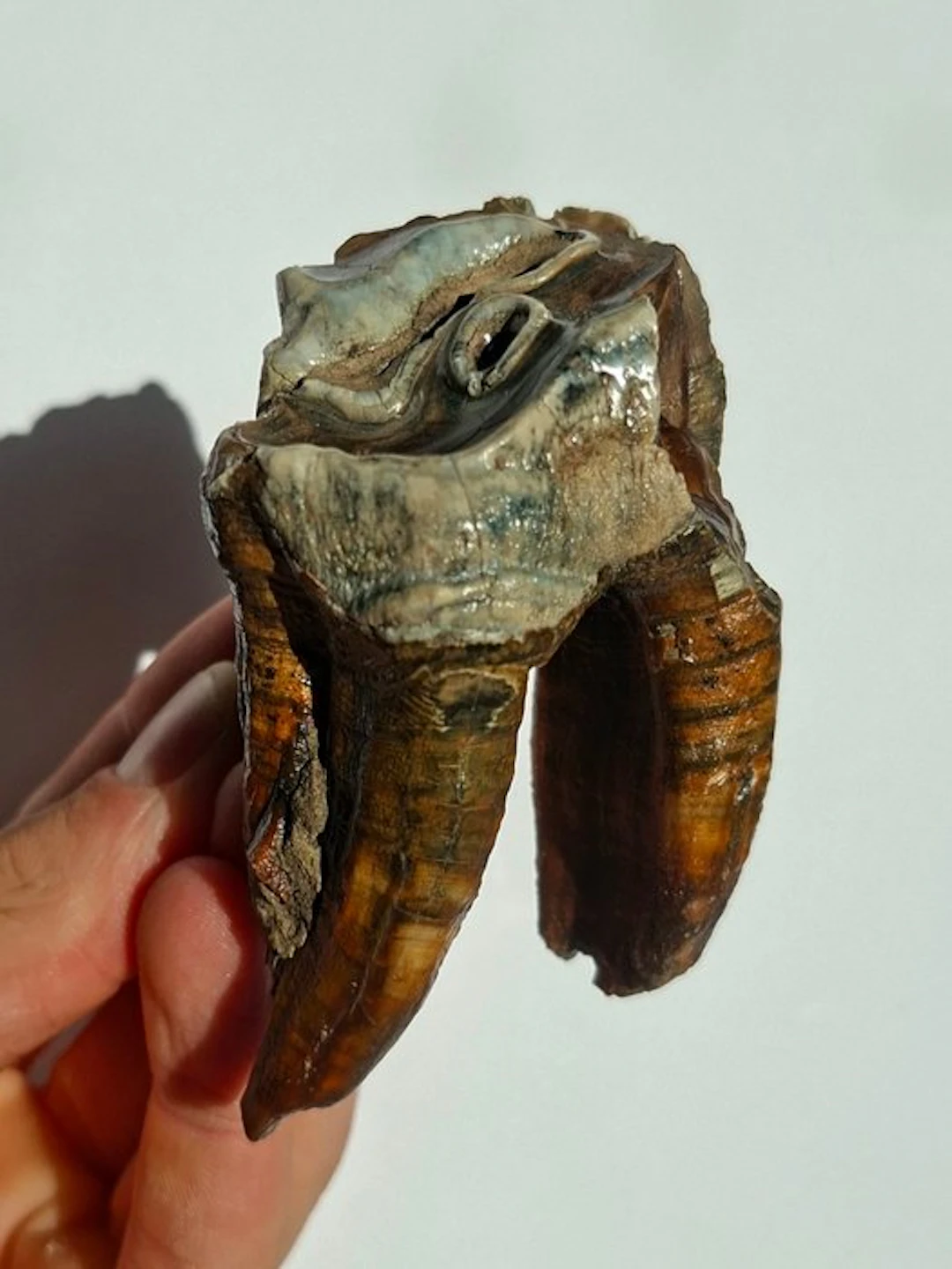 Woolly Rhinoceros - Fossil tooth - Coelodonta...
