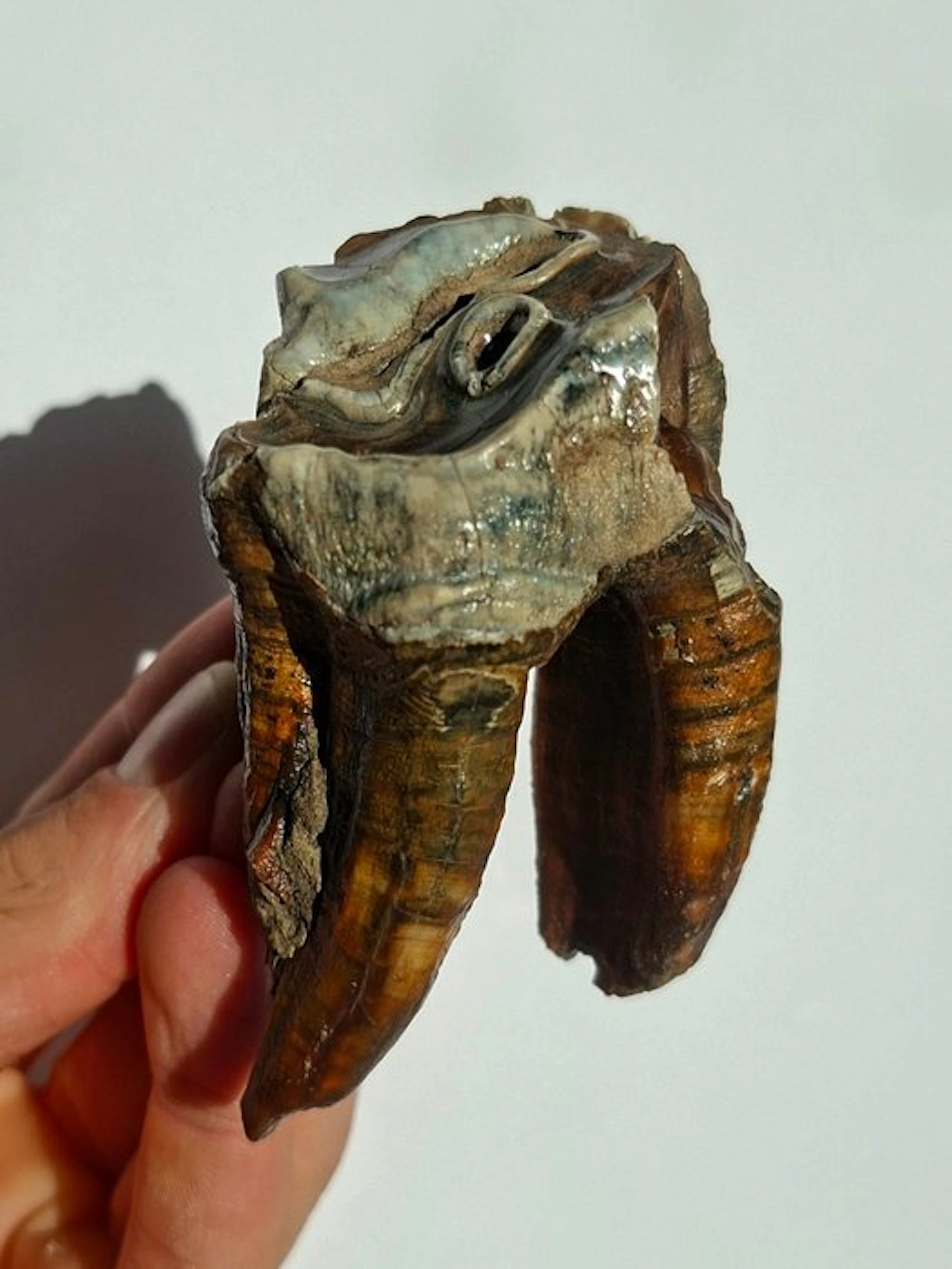 Woolly Rhinoceros - Fossil tooth - Coelodonta...