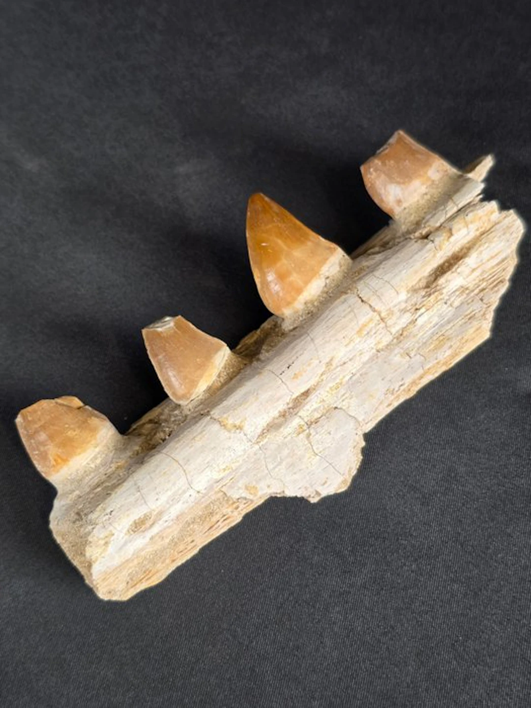 Mosasaur - Fossil tooth - Mosasaur jaw from Morocco (No reserve price)