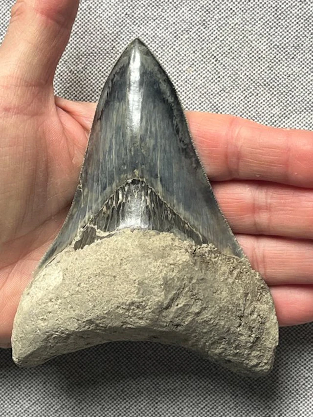 Megalodon tooth 12,1 cm - Fossil tooth - Carcharocles megalodon