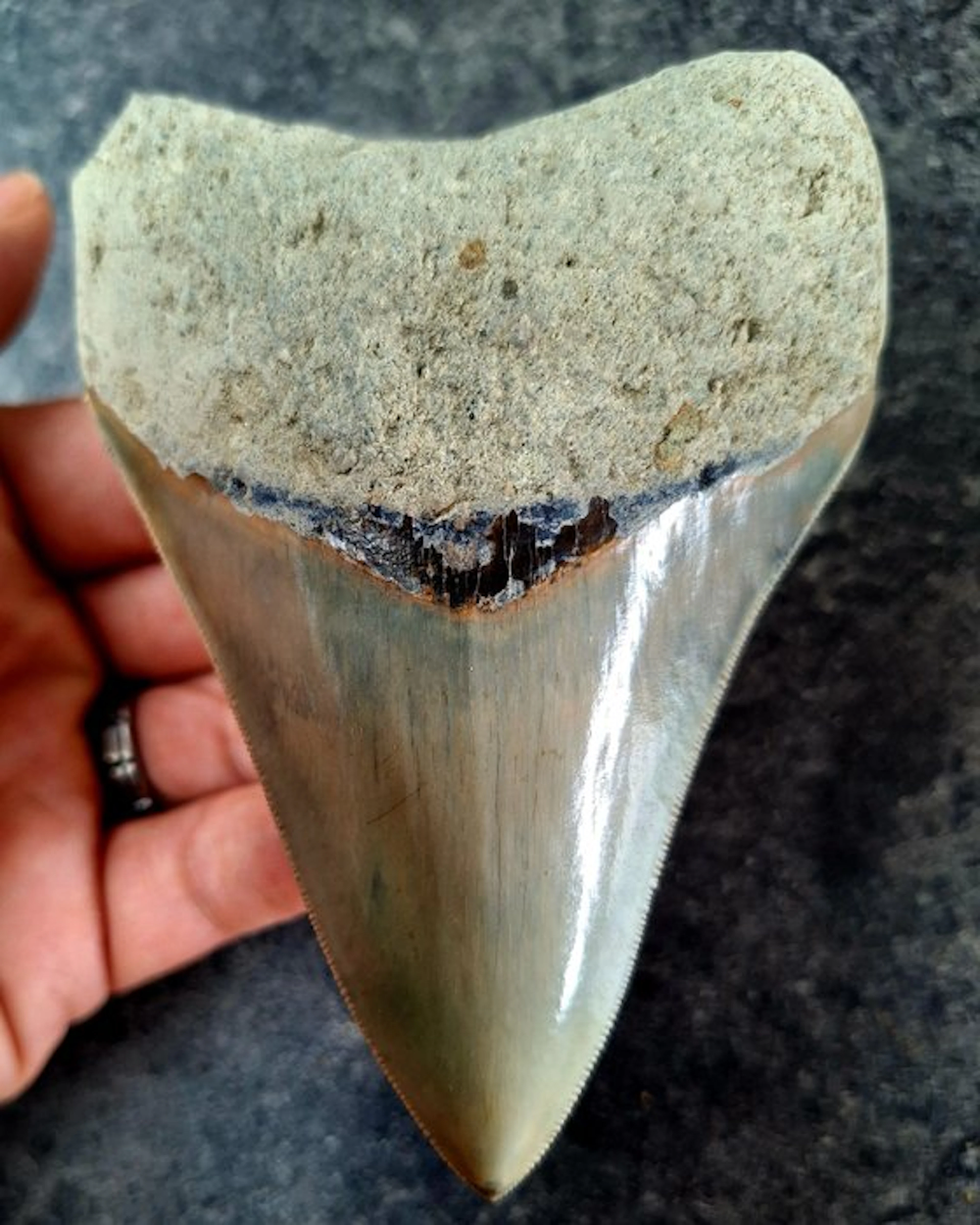 Megalodon - Fossil tooth - 11.7 cm - 8.5 cm