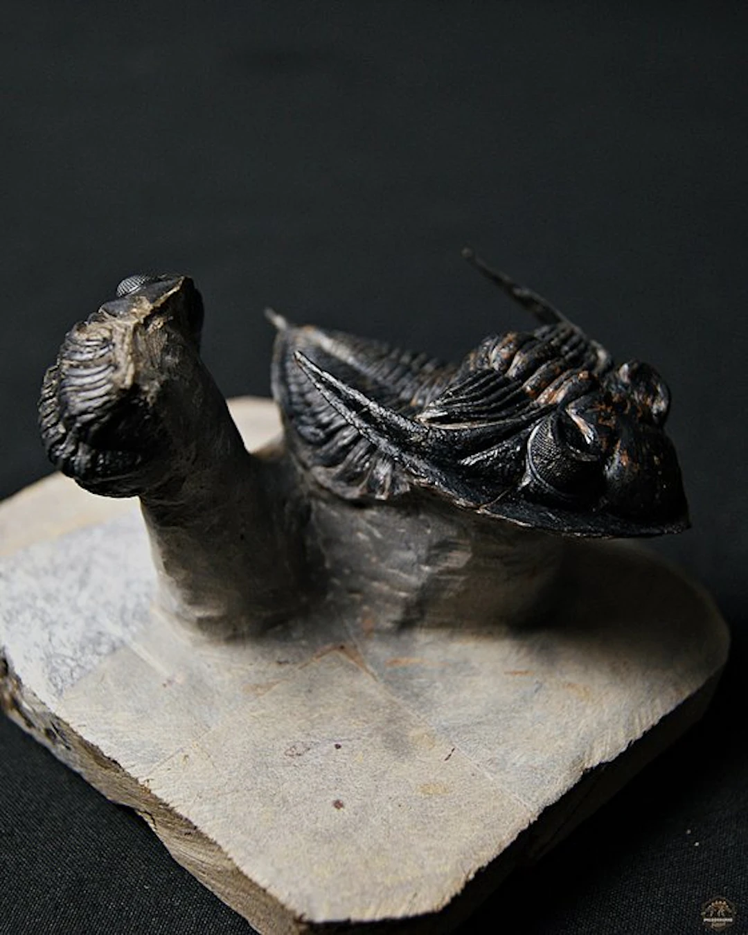 Trilobite - Fossilised animal - Zlichovaspis rugosa +...