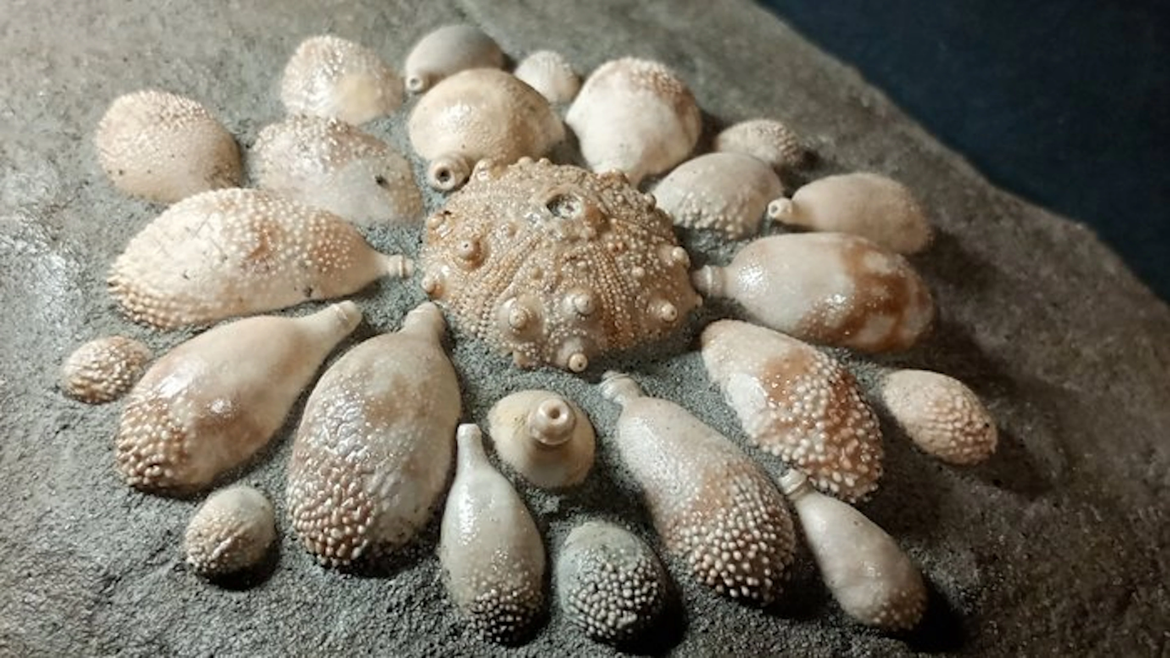 Fossil Hedgehog - Fossil plate matrix - Pseudocidaris Mammosa - 19.5 cm - 35 cm