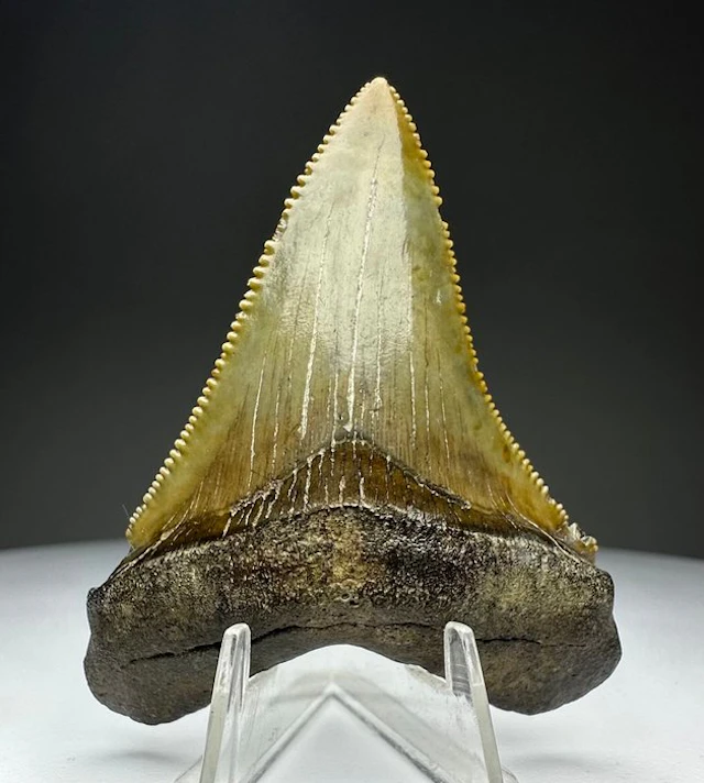 Augustines - Fossil tooth - 5.5 cm - 4.5 cm