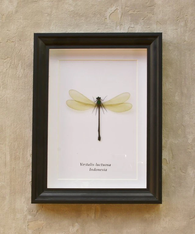 Dragonfly Taxidermy full body mount - Vestalis luctosa...