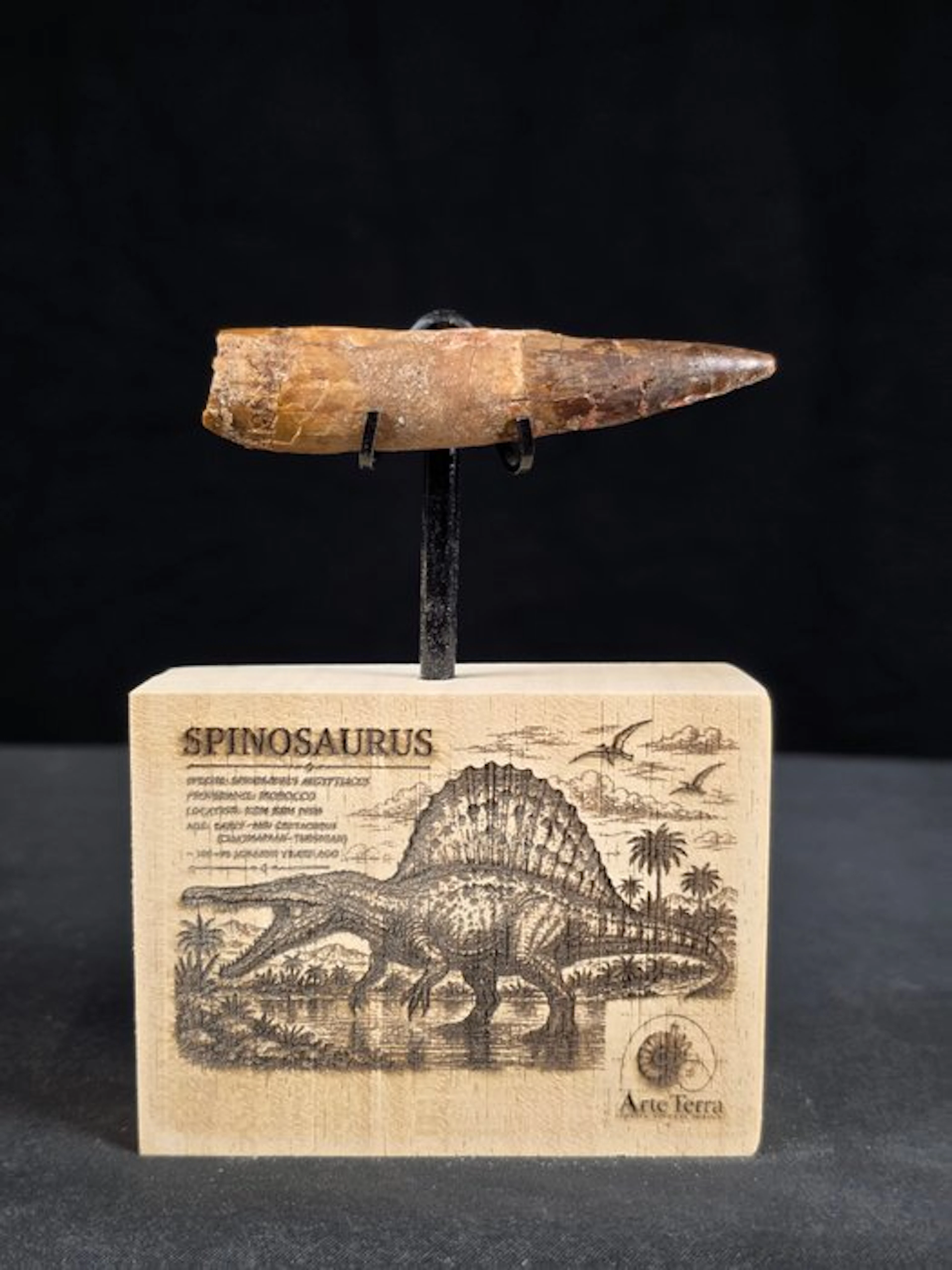 Spinosaur - Fossil tooth - Spinosaur Aegyptiacus (No reserve price)