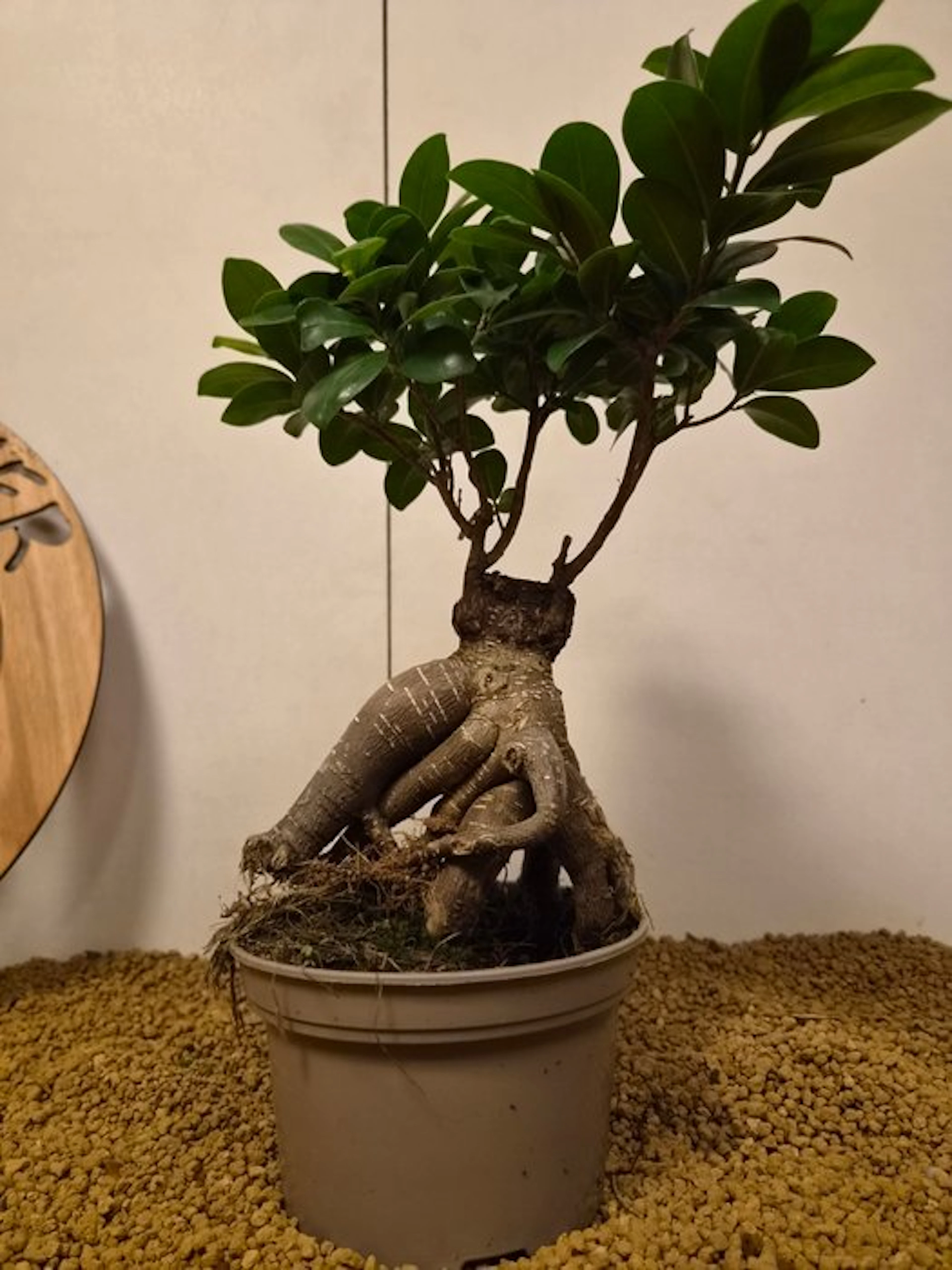 Fig tree bonsai (Ficus) - Height (Tree): 31 cm - Depth (Tree): 24 cm - Belgium