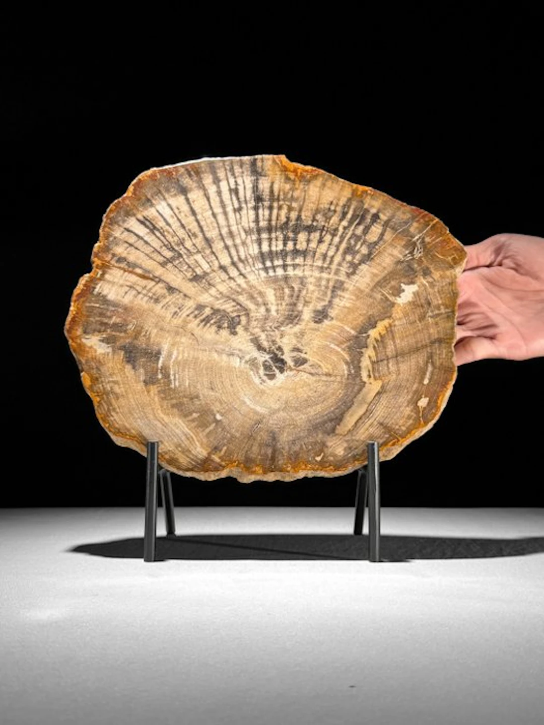 Beautiful Slice of Petrified Wood on a custom stand...