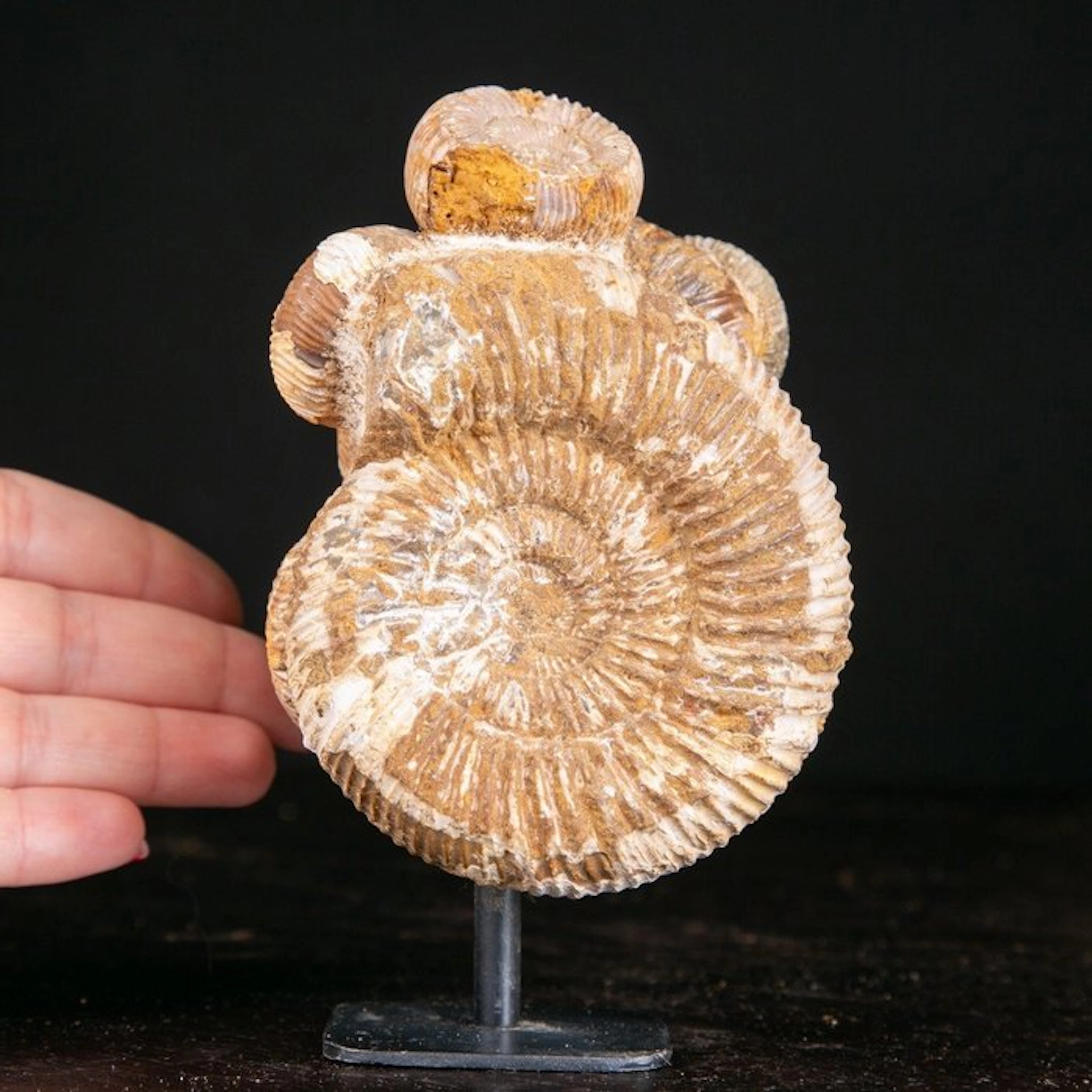 Rare Jurassic Perisphinctes Ammonite Cluster - Natural...