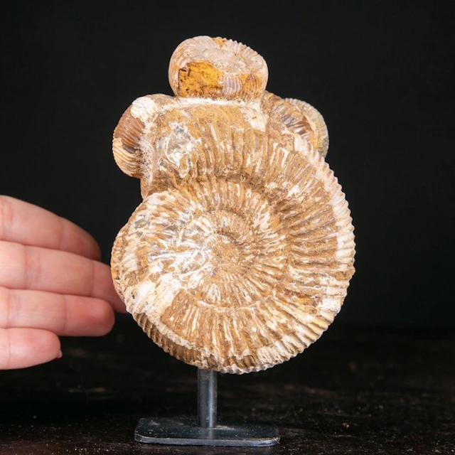 Rare Jurassic Perisphinctes Ammonite Cluster - Natural...