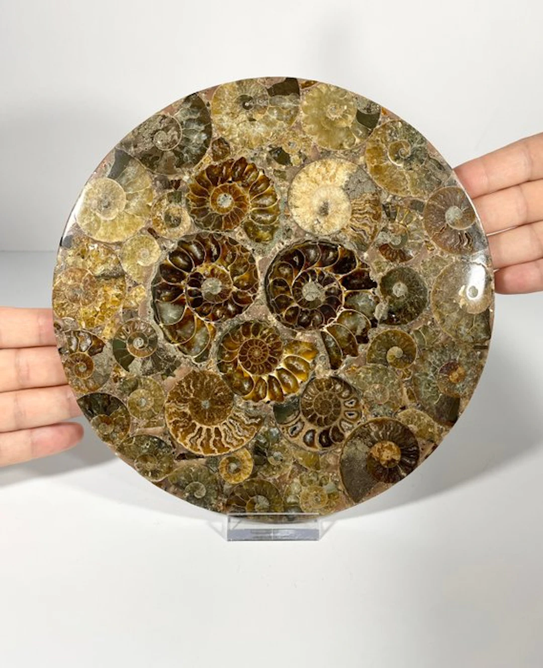 Ammonite Fossil Mosaic Plate (Ø 20cm) with Display Stand...