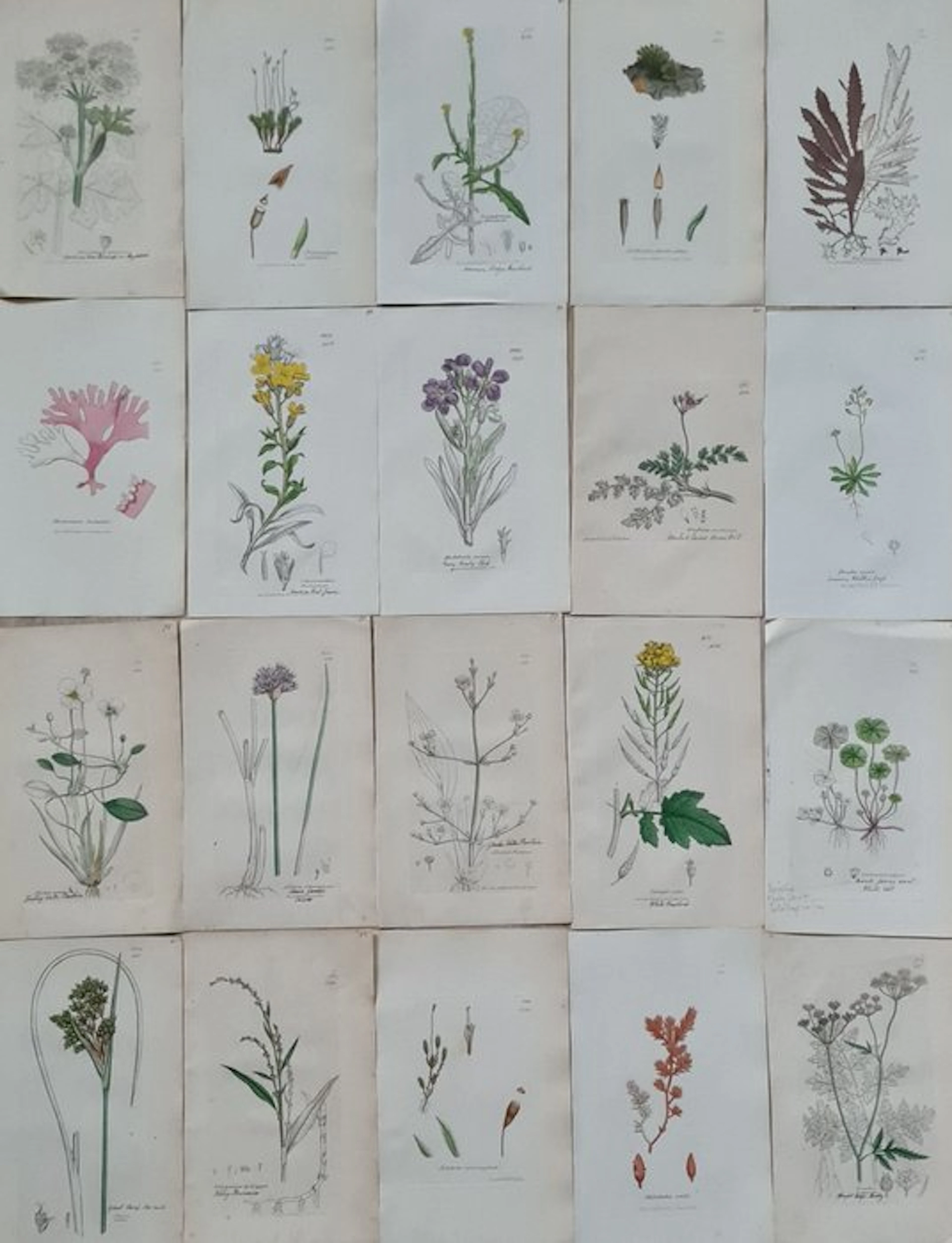 James Sowerby - 20 deels handgekleurde litho's o.a.zomerviolier
