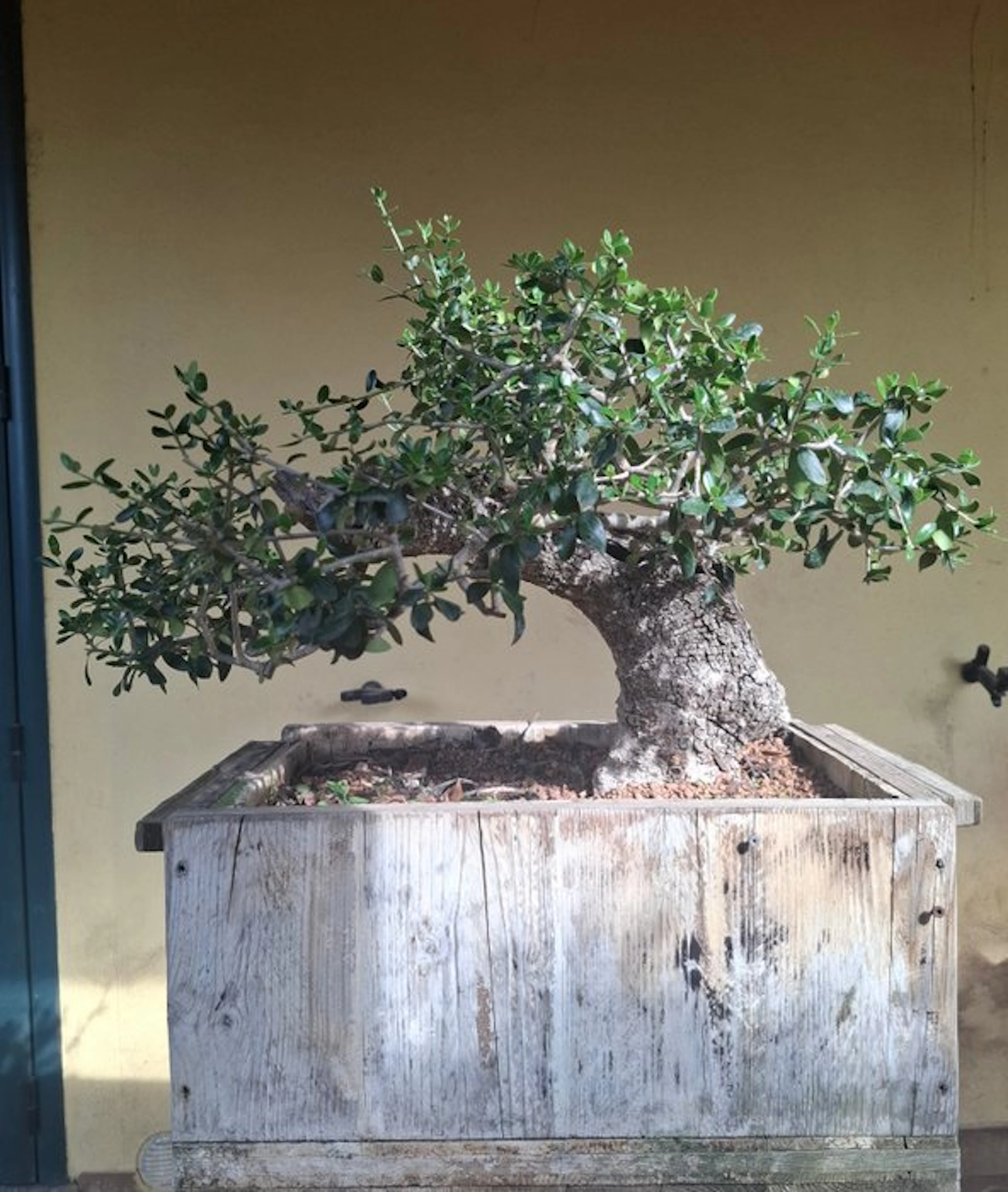 Olive bonsai (Olea europaea) - Height (Tree): 45 cm...