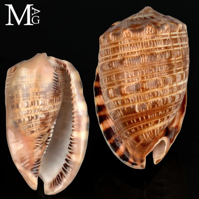 Rare Cypraecassis tenuis Cassidae of the Eastern Pacific...