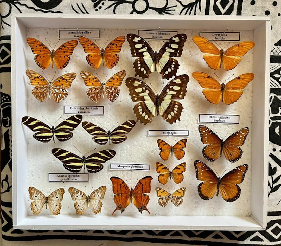 Butterfly Taxidermy full body mount - Nymphalidae - 30 cm - 25 cm - 5 cm