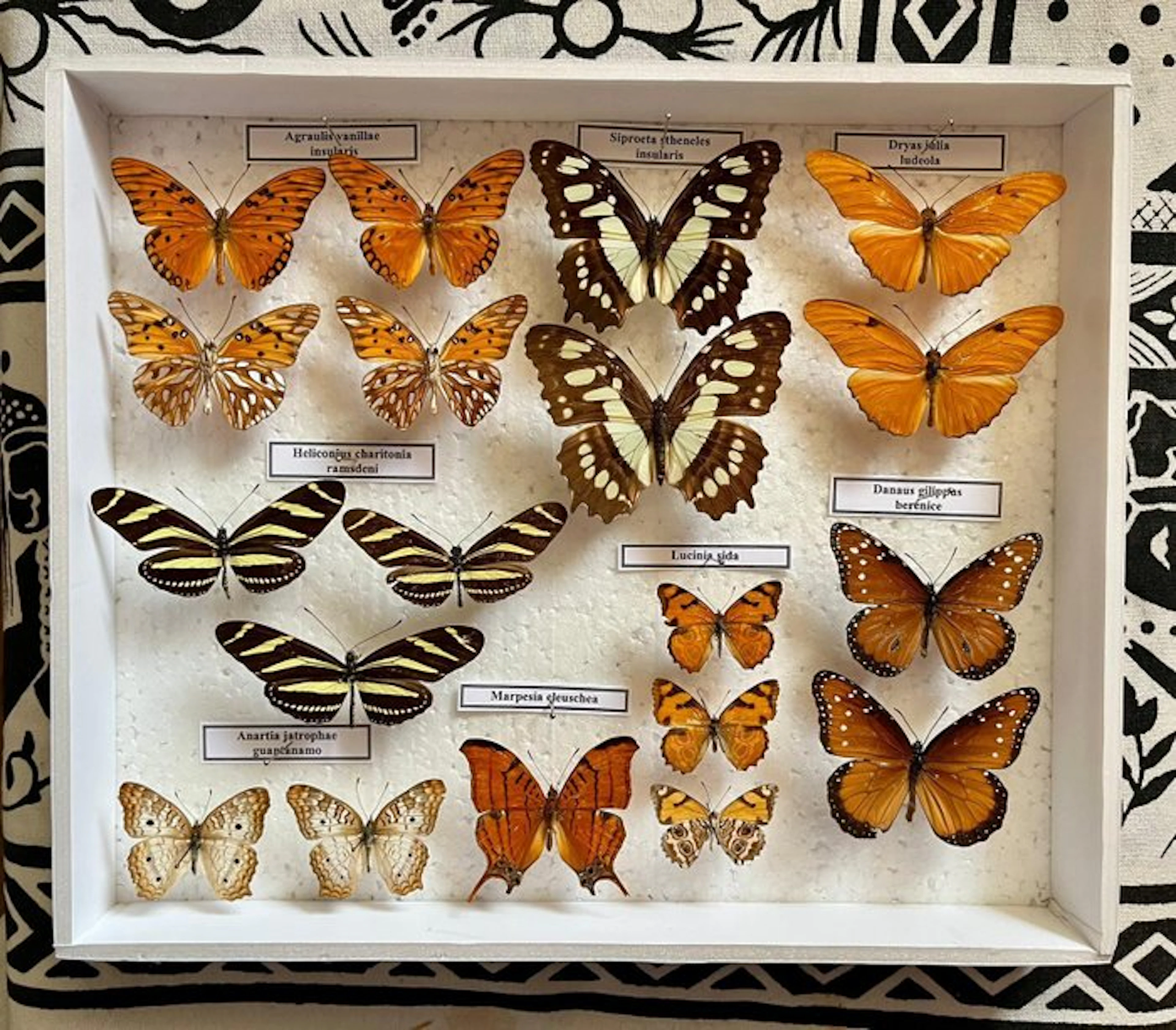 Butterfly Taxidermy full body mount - Nymphalidae - 30 cm - 25 cm - 5 cm