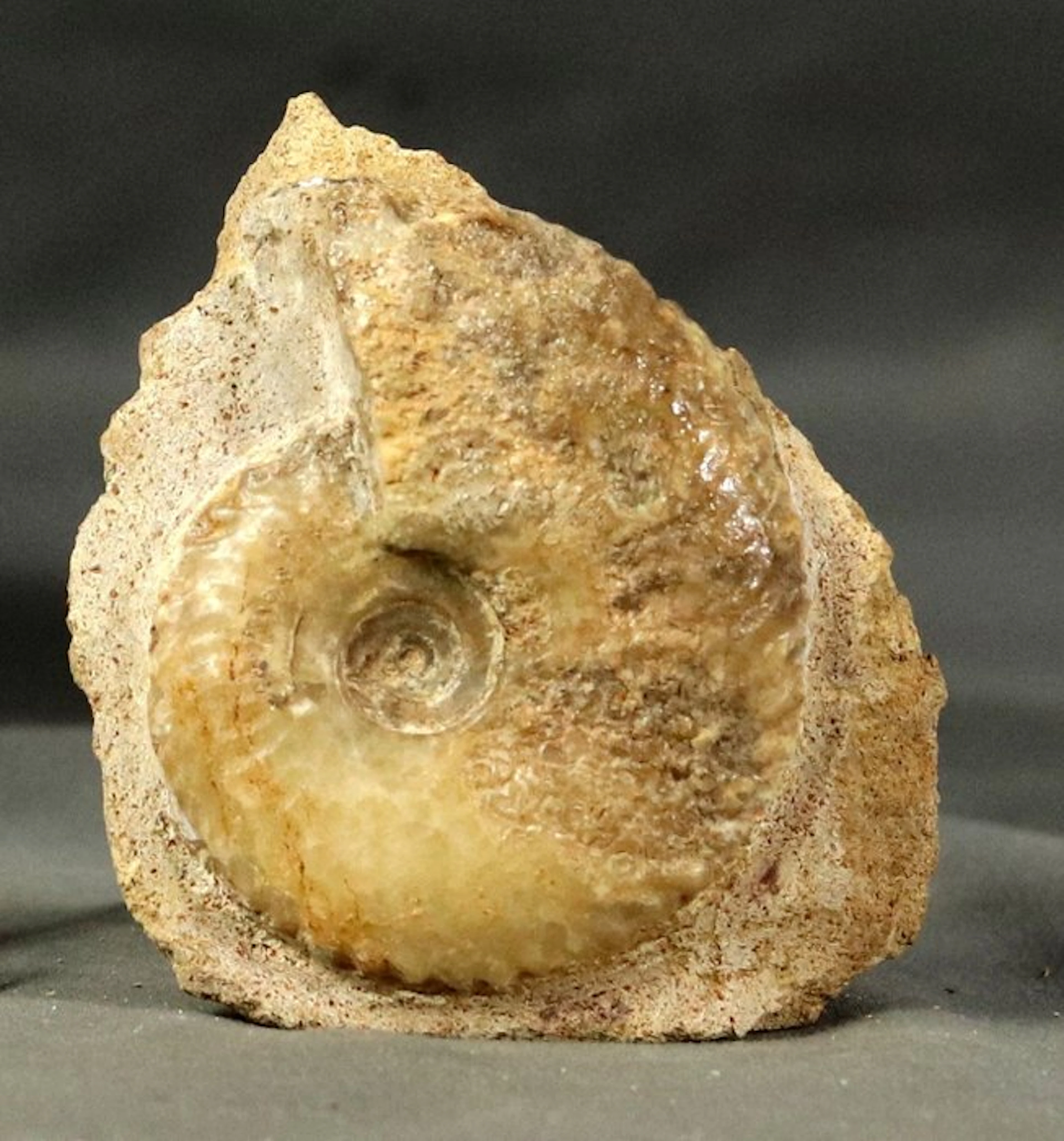 Fine calcite ammonite - On self standing stone...