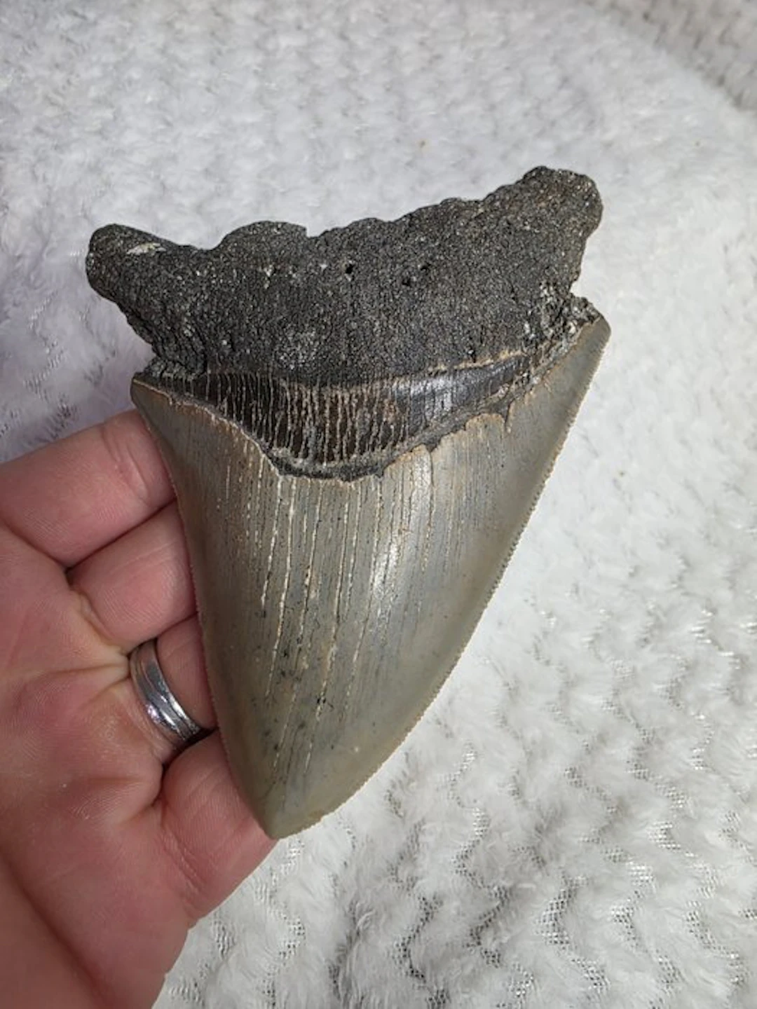 Megalodon tooth - Fossil tooth - carcharodon megalodon - 11.51 cm - 4.53 in