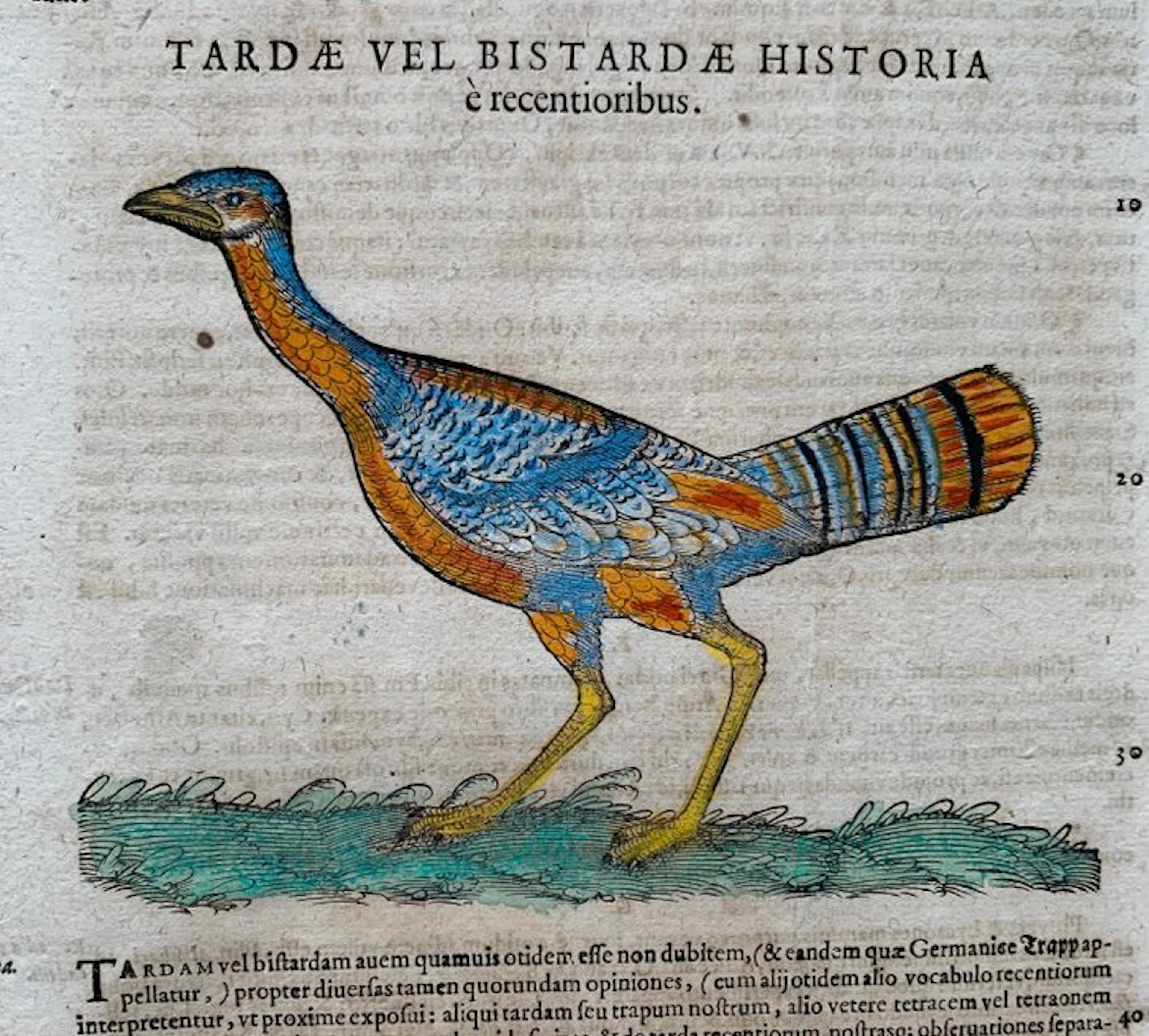 Conrad Gesner - Vogelbuch - 1617