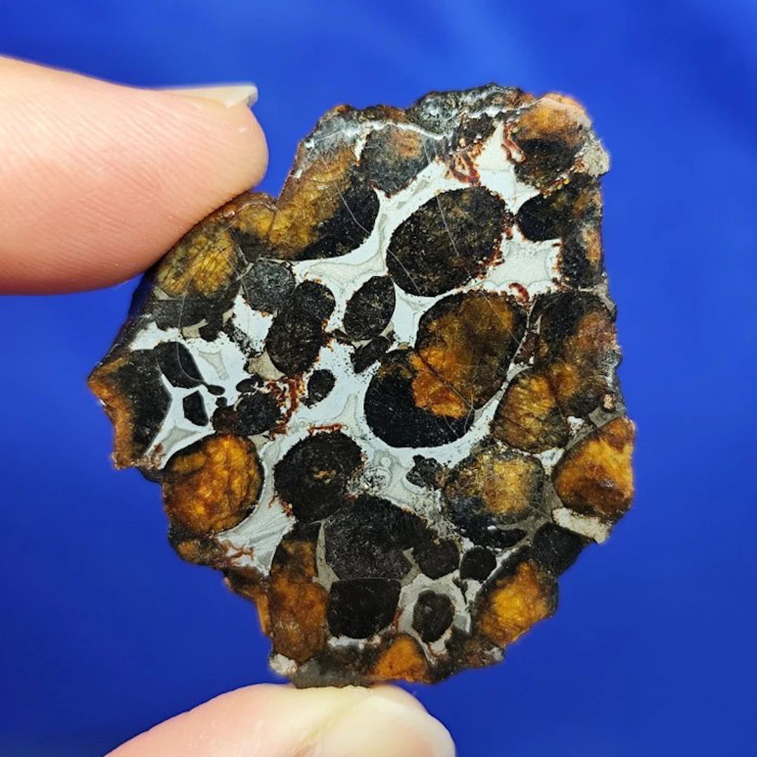 endcut- PALLASITE Meteorite