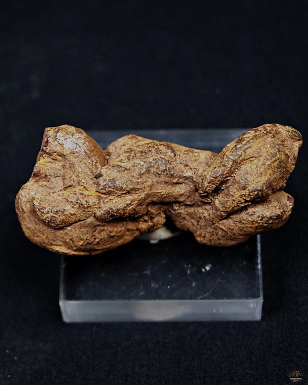 Fossil feces - Fossilised animal - Coprolite (No reserve price)